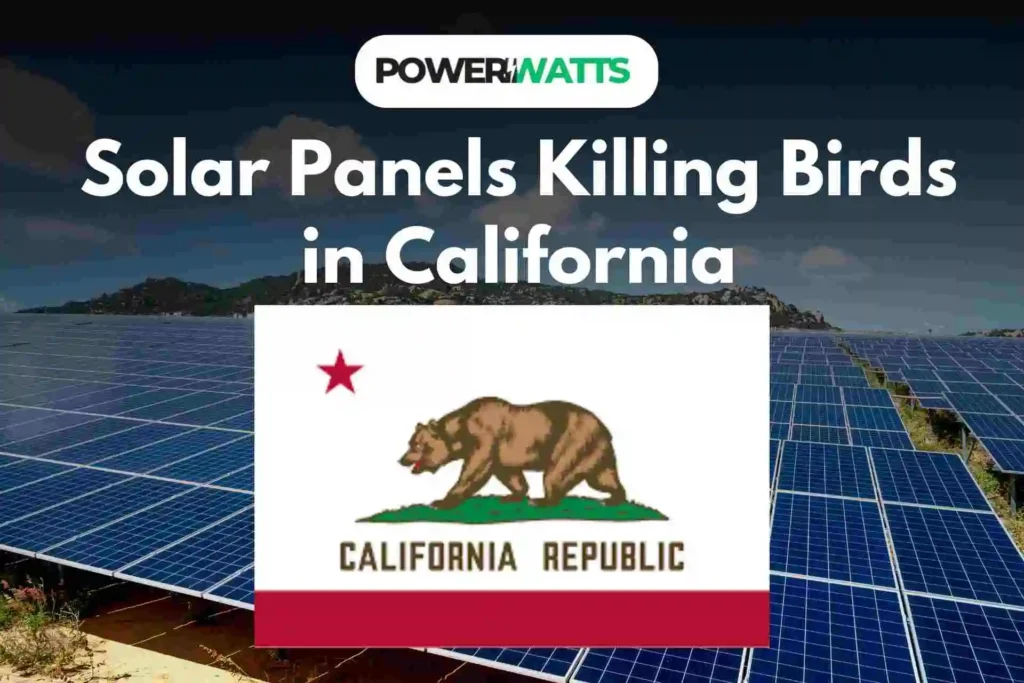 Solar Panels Killing Birds in California